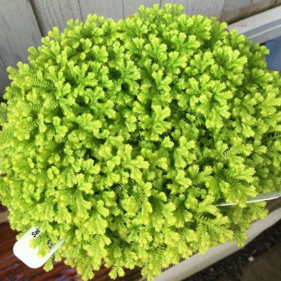 Селагинелла Краусса золотая (Selaginella kraussiana aurea), в горшочке